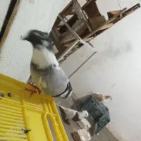 کفتر نر مست