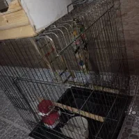 قفس پرنده