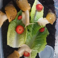 حلزون راز زیبایی( درآمد خانگی و سالن های زیبایی)