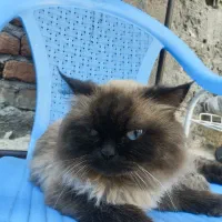 گربه نژاد دار