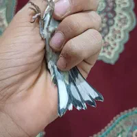 جوجه سهره