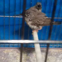 واگذاری یک جفت جوجه فنچ