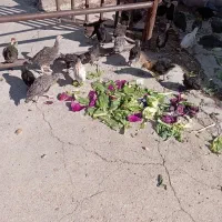 جوجه مرغ و بوقلمون