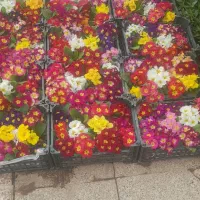 خدمات باغبانی وفضای سبز