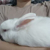 خرگوش نیم لپ