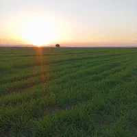 بذر یونجه