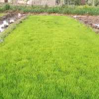 نشابرنج|گل و گیاه طبیعی|میانه, |دیوار