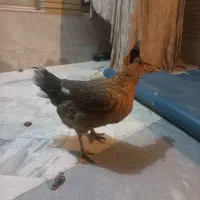 مرغ|حیوانات مزرعه|خمینی‌شهر, |دیوار