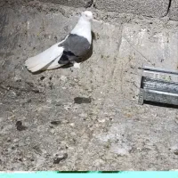 پرنده