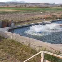 پرورش-ماهی-ده-تنی