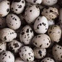 تخم بلدرچین تازه