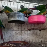 سلام جوجه گرینچیک دوماه
