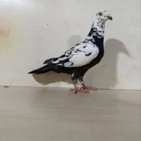 چیل|پرنده|گنبد کاووس, |دیوار