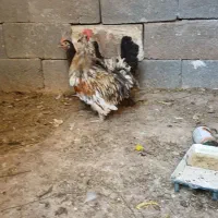 پاه کوتا مرغ و خروس
