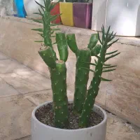 کاکتوس اشک تمساح