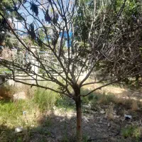 مناسب برای ویلا