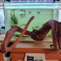 چوب اکواریوم