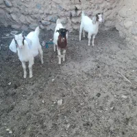 سه عدد بزغاله شیر مست