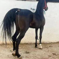 اسب نریان مشکی