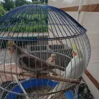 عروس هلندی