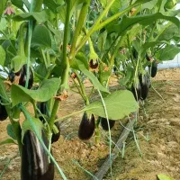 فروش فوری، بادمجان صادراتی۱۵۷۴.