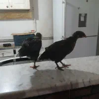سلام دوتا جوجه سرحال یک دوماه