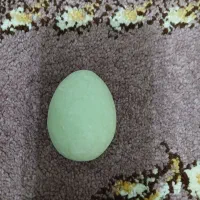 گوهر شب چراغ تخم مرغی