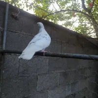 کبوتر|پرنده|خشکبیجار, |دیوار