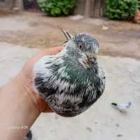 یک عدد کبوتر نر خوب