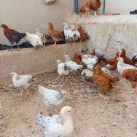 جوجه مرغ محلی