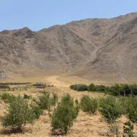 فروش زمین کشاورزی با موقعیت عالی