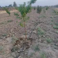 ۵۳۶ متر زمین واقع در صفر خواجه