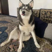 واگذاری هاسکی نر و ماده