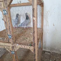 کفن|پرنده|ابهر, |دیوار