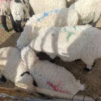 بره و بزغاله