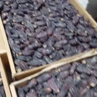 خرمای ربی