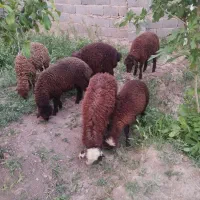 ۶ عدد .بره سالم سرحال