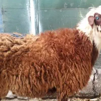 بره نر گوسفند وعده ۳ ماهه میخام تا ۴ تا