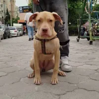 واگذاری توله سگ پیت بول