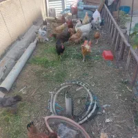 مرغ خروس محلی