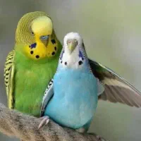 مرغ عشق