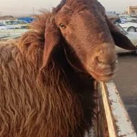 فروشی