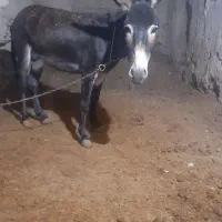 الاغ خر