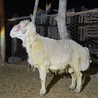 قوچ دورگ بختیاری