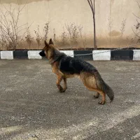 ژرمن ماده اصیل