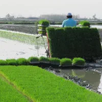 بذر شیرودی
