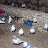 کبوتر