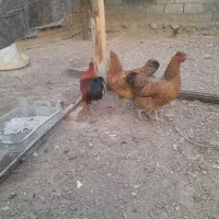 مرغوخروس