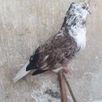 کبوتر جفت شمرونی اصیل
