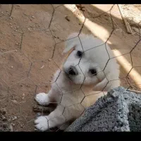 سگ پامر